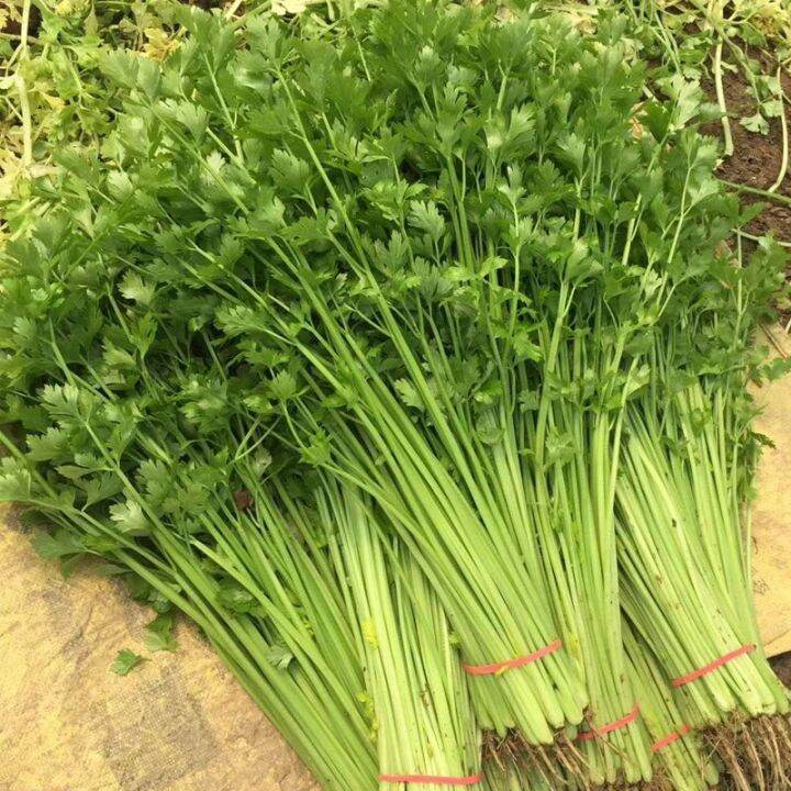 Fresh Parsley Seeds Tender and Crisp Chinese Celery Seed Celery Potted ...