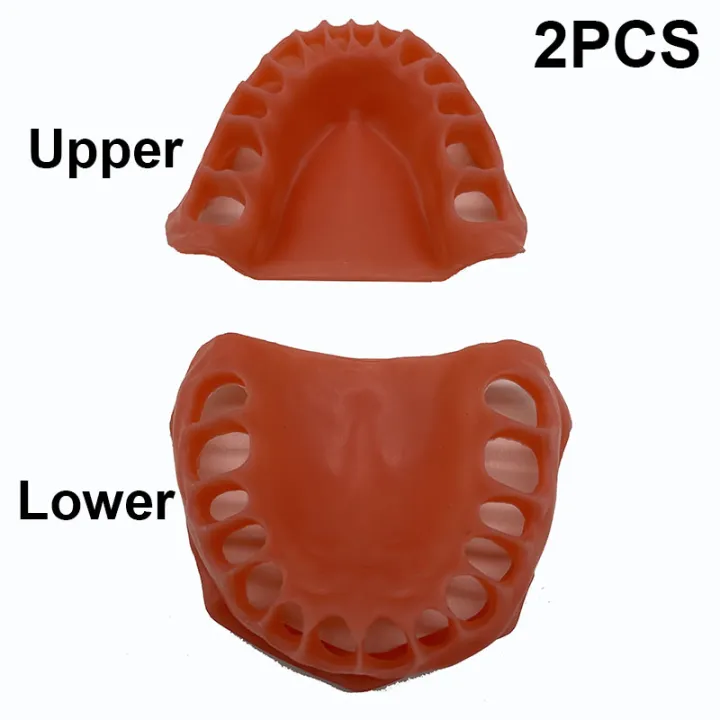 Gum Model Upper/Lower Simulated Gums Student Learning Teaching Model