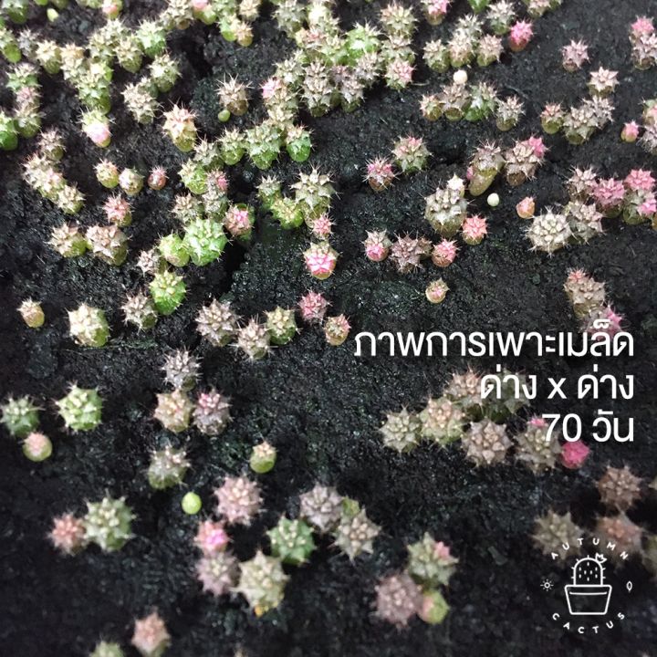 เมล็ดยิมโนด่าง-gymnocalycium-เมล็ดกระบองเพชร-แคคตัส-เริ่มต้นเมล็ดละ-0-5-บาท