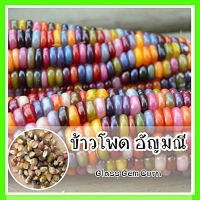 พร้อมส่ง ❗  รหัส 001 ข้าวโพดอัญมณี ทำป๊อปคอร์นหลายสี   Glass Gem Corn ปลูกง่าย โตไว เมล็ดพันธุ์ OP แท้ 100%