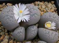 Lithops marmorata v. elisae (10 เมล็ด)