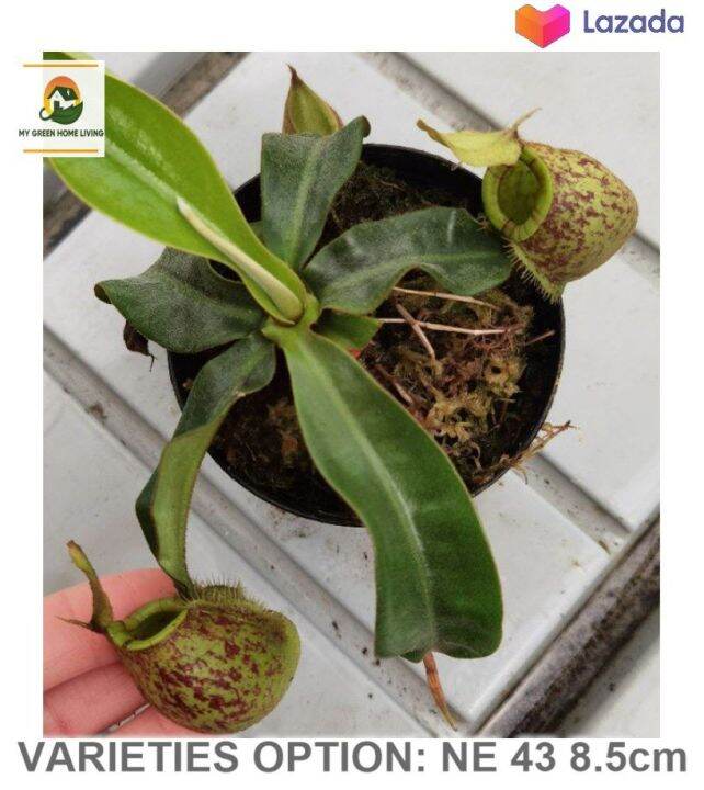 Nms Tropical Pitcher Plants / Terrarium Miniatures / Monkey Cup