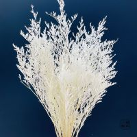 【cw】 Dried Pampas Grass Rabbittail lover Reed Bouquet Wedding Decortio