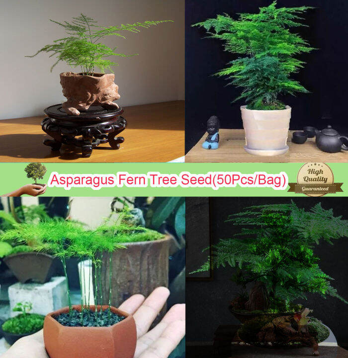 [Fast Germination] Asparagus Fern Tree Plant Seed (50 seeds/pack, Seeds for Planting)Flower
