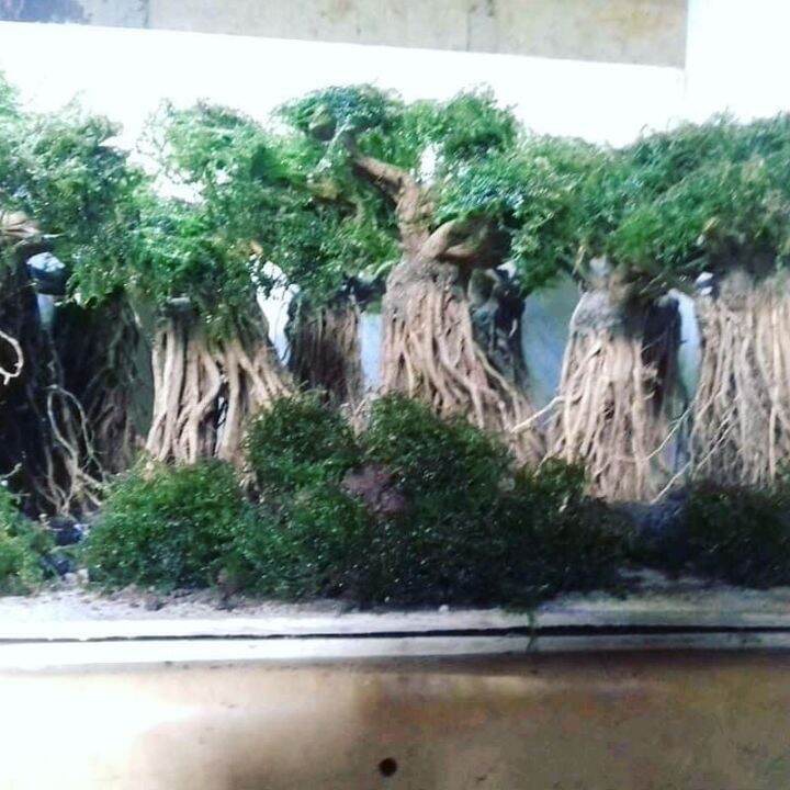 bonsai aquascape akar senggani plus moss tanaman aquarium aquascape Lazada Indonesia