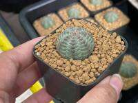 ยูโฟเบีย โอเบซ่า  Euphorbia Obesa  พร้อมส่ง ราคาเบาๆขนาดหัวกำลังน่ารัก