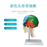 1 color skull head with the tibia vertebral model medical teaching adult head skull bone skull specimens