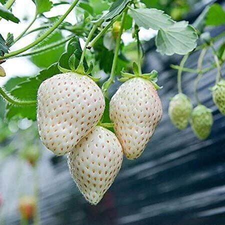 เมล็ดพันธุ์-strawberry-seed-สายพันธุ์-white-jewel-50-เมล็ด-เมล็ดพันธุ์นำเข้าจาก-ยุโรป