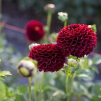 20 เมล็ดพันธุ์ รักเร่ Dahlia Seeds สายพันธุ์ JOWEY MARILYN สีแดง รักเร่ รักแรกพบ ดอกไม้แห่งมิตรภาพ ความรักเริ่มต้น เพาะเลี้ยงง่าย ตั้งโต๊ะทำงาน