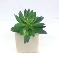 พืชปลอม CF-006-01 พืชอวบน้ำปลอม  (เฉพาะต้นพืชไม่รวมกระถาง) Succulent plant head สำหรับประดับตกแต่งสวนถาด สวนจิ๋ว