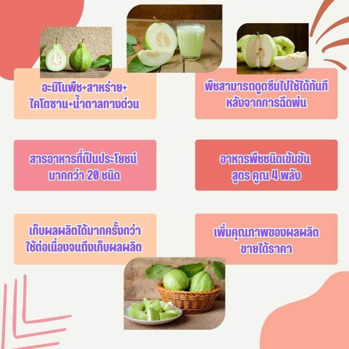 พร้อมส่ง-บุเรงนอง-ยกลัง-12-ขวด-ขนาด-1-ลิตร-อะมิโนพืช-สาหร่าย-ไคโตซาน-น้ำตาลทางด่วน-อาหารพืช-ใช้ฉีดพ่นทางใบ-ฉีดพ่น-ได้ทุกพืช-ฝรั่ง