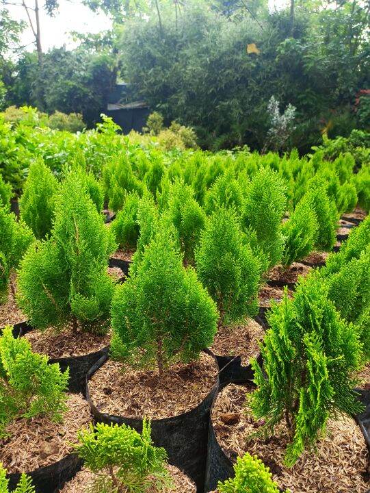 Lemon Cypress Plant with FREE plastic pot, pebbles and garden soil. Live Plant for sale Lazada PH