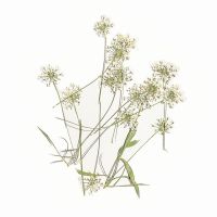 【cw】 60pcs Pressed Dried Ammi Majus Stalk Herbarium Jewelry Postcard Invitation Card