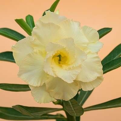 10-เมล็ด-เมล็ดพันธุ์-ชวนชม-สายพันธุ์ไต้หวัน-สีเหลือง-adenium-seed-กุหลาบทะเลทราย-desert-rose-ราชินีบอนไซ-มีคู่มือปลูก-นำเข้าจากไต้หวัน