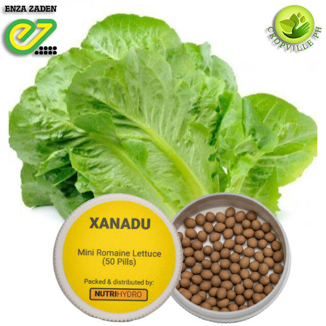 XANADU Romaine Lettuce by Enza Zaden Hydroponics & Open Field Lazada PH