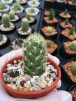 ? ส่งทั้งกระถาง- แคคตัส# แมมนิ้วทอง(mammillaria elongata) cactus #พืชทนแล้ง#ไม้ประดับ#ตกแต่งบ้าน#ตกแต่งคอนโด ของมีพร้อมส่ง เก็บเงินปลายทาง ?