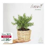 พร้อมส่ง โปรโมชั่น T163 โรสแมร์รี่ สุดพิเศษ! (Primed Rosemary) กระถาง 6-8 นิ้ว สมุนไพรฝรั่งกลิ่นหอม สรรพคุณมากมาย ใช้ประกอบอาหาร ส่งทั่วประเทศ พรรณ ไม้ น้ำ พรรณ ไม้ ทุก ชนิด พรรณ ไม้ น้ำ สวยงาม พรรณ ไม้ มงคล