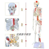 Auxiliary teaching medical bone body muscle simulation model of lecture spinal bones skeleton biological teaching adults