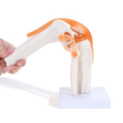 Anatomical Knee Joint with Ligaments Model, Human 1:1 Life Size, for Science Classroom Study, Display Teaching