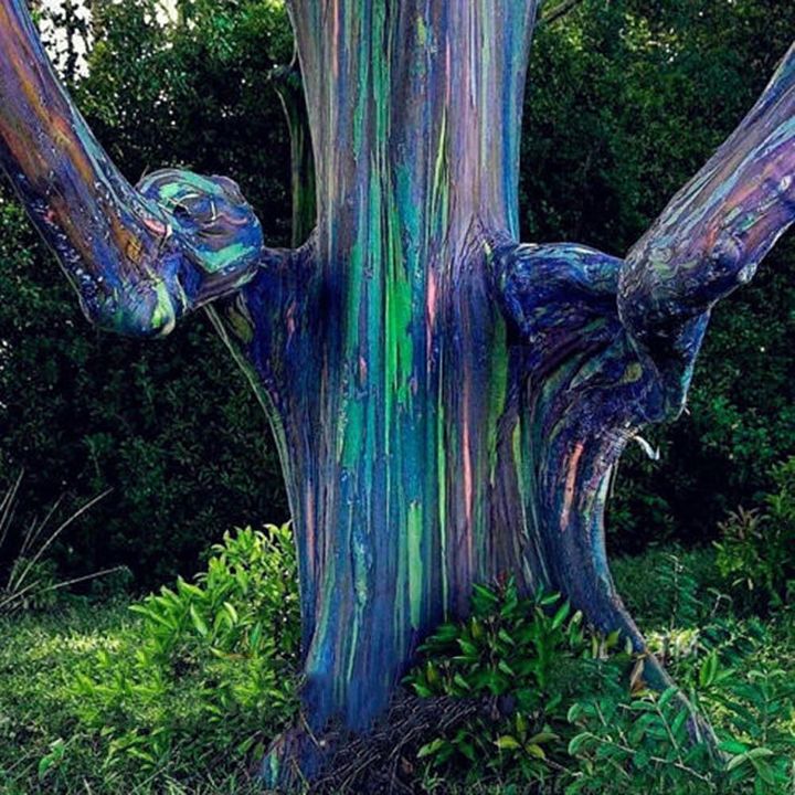 ขายส่ง-เมล็ดยูคาลิปตัสสีรุ้ง-rainbow-eucalyptus-ยูคาลิปตัสมินดาเนากัม-คามาราเร่-ต้นไม้สีรุ้ง-ต้นไม้แปลก-เมล็ดพันธุ์นำเข้า-ยูคาลิปตัส-1-ออนซ์