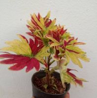 ฤาษีผสม (COLEUS) ไม้มงคลความหมายดี กระถาง 3 นิ้ว