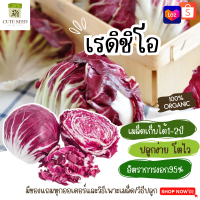 เมล็ดพันธุ์ชิโครี่ 100 เมล็ด อัตราการงอก95% ปลูกง่าย โตไว เมล็ดเก็บไว้ได้นาน2ปี(ทุกออเดอร์ แถมฟรี! เมล็ดผักกวางตุ้ง)