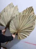 About 20x40CM/1PCS Dried Natural Plant Palm leavesDIY Dry Flowers Palm Fan Leaf For Party Art Wall HangingWedding Decoration