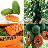 20 เมล็ด/ซอง เมล็ดมะละกอ พันธุ์เลดเลดี้ (Papaya seeds) เมล็ดพันธุ์ผัก เมล็ดพันธุ์ ผักสวนครัว พันธุ์ไม้ผล ต้นไม้มงคล ต้นไม้