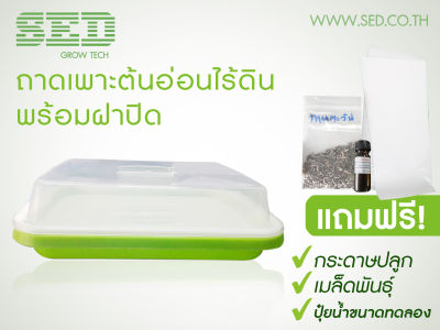 ถาดพลาสติกเพาะต้นอ่อนพร้อมฝาปิด ผักไมโครกรีน Microgreen Tray สีเขียวขนาด 240x305x50 มม.โดยไม่ใช้ดิน - ทานตะวัน โต้วเหมี่ยว ไควาเระ ถั่วงอก