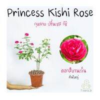 Treeno.9 T350 Princess Kishi Rose (กุหลาบ ปริ้นเซส กิชิ)​ ดอกสีบานเย็น ต้นใหญ่ ถุง  8 นิ้ว สูง 60-70 ซม. ไม้ดอกประดับ ดอกสวย ออกดอกตลอดทั้งปี (ต้นไม้)