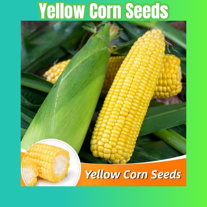 25seeds/pack High Yield Yellow Corn Seeds super sweet corn variety ...