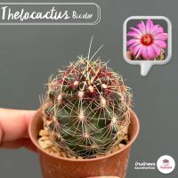 Thelocactus Bicolor แคคตัส กระบองเพชร cactus&amp;succulent