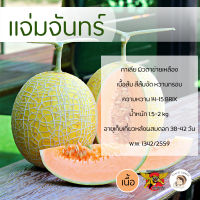 เมล็ดเมล่อนกาเลียพันธุ์แจ่มจันทร์ 100 เมล็ด ตราพยัคฆ์ติดปีก เนื้อส้ม เมล็ดพันธุ์ ผลไม้