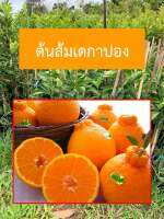 ต้นส้มเดกาปอง,เดโกปอง Dekopon Orange (ส้มญี่ปุ่น)ที่อร่อยที่สุด ผลมีขนาดใหญ่ มีรสชาตหวาน เป็นที่นิยมมาก