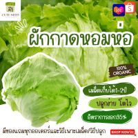 เมล็ดพันธุ์ผักกาดหอมห่อ 300เมล็ด อัตราการงอก95% ปลูกง่าย โตไว(มีของแถมเป็นเมล็ดผักกวางตุ้งทุกออเดอร์)