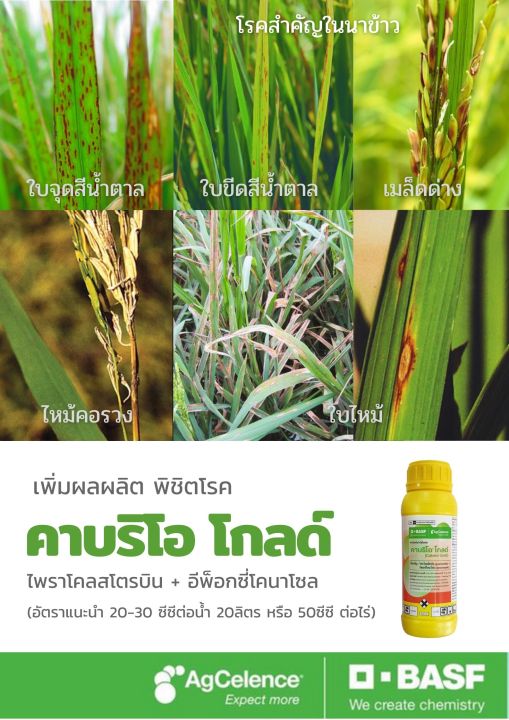 คาบริโอโกลด์-500ซีซี-ป้องกันเชื้อรา-กำจัดเชื้อรา-พืชทุกชนิด-basf-ค่าส่งถูก