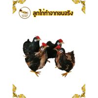 ลูกไก่มีขน ไก่แก้บน ไก่มีขน ลูกไก่  ไก่ สูง 8 cm