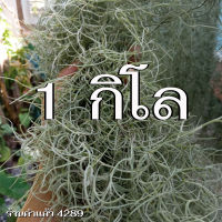 ต้นเคราฤาษีแบบชั่งกิโล (1 กิโลกรัม) หนวดฤาษีคัดพิเศษ ความยาว 70-90 ซม. (Spanish Moss) ต้นไม้ฟอกอากาศ ราคาถูก มีเก็บเงินปลายทาง