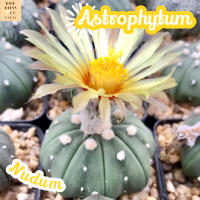 [แอสโตร แอสทีเรียส นูดั้ม ไซส์ใหญ่] Astrophytum Asterias Var.Nudum ส่งพร้อมกระถาง แคคตัส Cactus Succulent Haworthia Euphorbia ไม้หายาก พืชอวบน้ำ ไม้หนาม ไม้ทะเลทราย