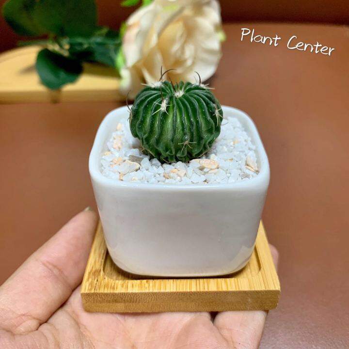 plants-center-พร้อมส่ง-duoly-กระบองเพชร-แคคตัส-cacuts-พร้อมส่ง-คลื่นสมอง-stenocactus-multicostatus-ส่งแบบถอดราก