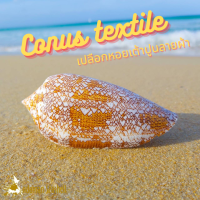 Andaman seashell เปลือกหอย เต้าปูนลายผ้า (Conus textile)