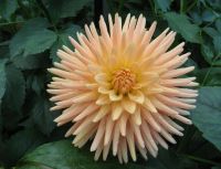 1 เหง้า/ชุด รักเร่ Dahlia Bulb สายพันธุ์ Embrace หัวรักเร่ ดอกไม้ หัวหน่อ เหง้า นำเข้า เนเธอร์แลน หัวสดใหม่