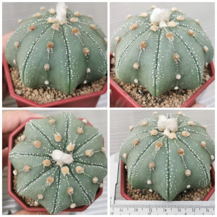 แอส​โตรไฟตั้ม  star shap #แคสตัส castus​ astrophytum แอสโตร แอสโตร​ไ​ฟตั้​ม แอสโตรไฟตัม กระบองเพชร แอสโตรวี super