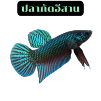 Betta ปลากัดสายกัด ภาคอีสาน เชื้อกัดลูกผสม25% สีเขียว หนังเหนียวดีมาก