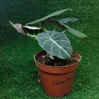 Alocasia Blackvelvet (บอนหนังกำมะหยี่) แบล็คเวลเวท ในกระถาง 4