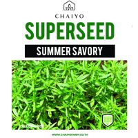 มาใหม่ !!! เมล็ด SUMMER SAVORY ซัมเมอร์ เซเวอรี่