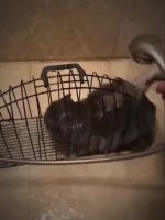 ( Pro+++ ) สุดคุ้ม 【】กรงอาบน้ำแมว กรงล้างแมว ที่อาบน้ำแมว กรงเป่าขน กรงอบน้ำสัตว์เลี้ยง กรงไดร์ขน กรงใส่ผมเป่าขนแมว ราคาคุ้มค่า กรง สุนัข กรง หนู แฮม เตอร์ กรง สุนัข ใหญ่ กรง กระรอก