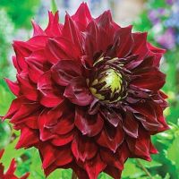 20 เมล็ดพันธุ์ รักเร่ Dahlia Seeds สายพันธุ์ MINGUS ALEX สีแดง รักเร่ รักแรกพบ ดอกไม้แห่งมิตรภาพ ความรักเริ่มต้น เพาะเลี้ยงง่าย ตั้งโต๊ะทำงาน