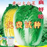 heart cabbage core autumn sowing Chinese winter storage cold-resistant taste good and vegetable species