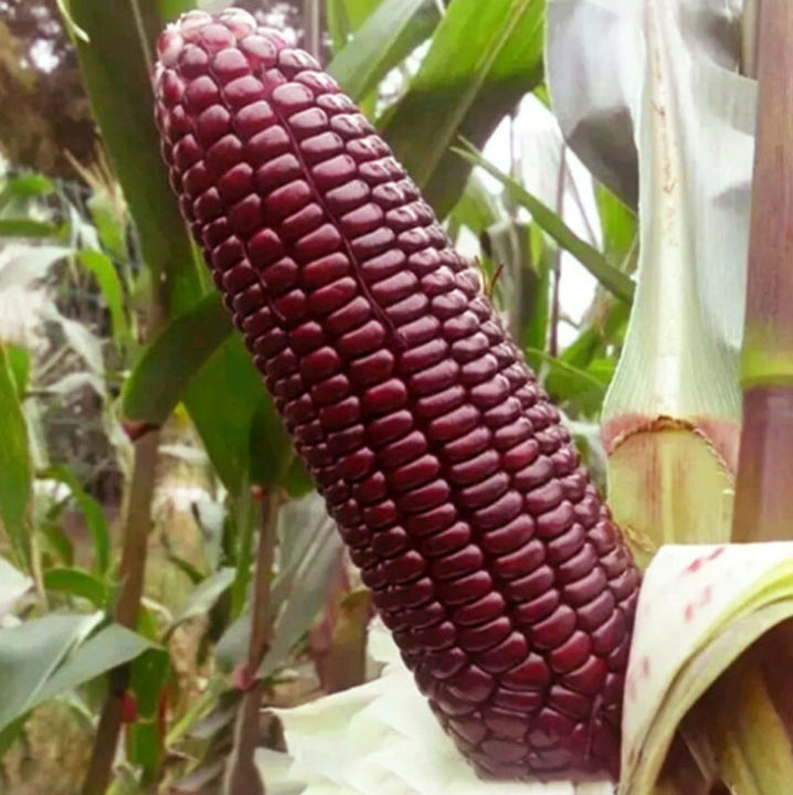 pro-โปรแน่น-เมล็ดข้าวโพดแดง-red-corn-seeds-เมล็ดพันธุ์ผัก-plants-เมล็ดดอกไม้-พันธุ์ไม้ดอก-ต้นไม้ฟอกอากาศ-ต้นไม้ประดับ-ของแต่งสวน-ราคาสุดคุ้ม-พรรณ-ไม้-น้ำ-พรรณ-ไม้-ทุก-ชนิด-พรรณ-ไม้-น้ำ-สวยงาม-พรรณ-ไม้